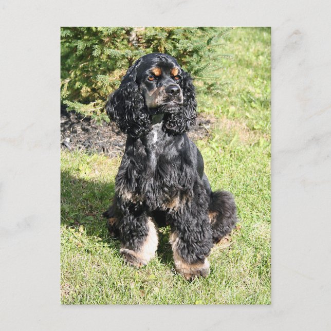 Carte Postale Cocker Spaniel Photo (Devant)