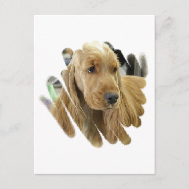 Carte postale Cocker Spaniel Puppy Chien (Devant)