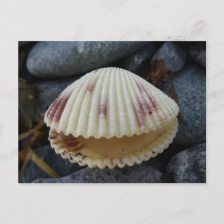 Carte Postale Cockle Shell tacheté, hollandais Harbour, AK