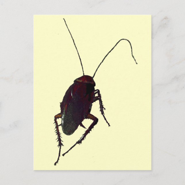Carte Postale Cockroach croquant (Devant)