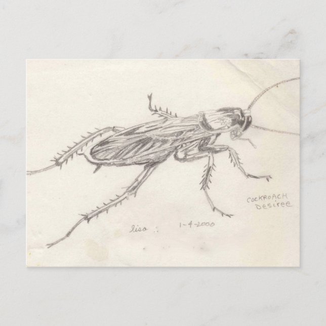Carte Postale Cockroach Desiree (Devant)