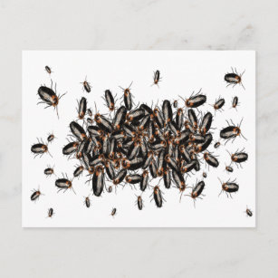 Carte postale Cockroaches à la tête de la mort