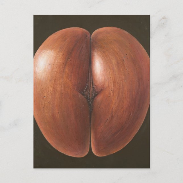 Carte Postale Coco de Mer Maldives 2012 (Devant)