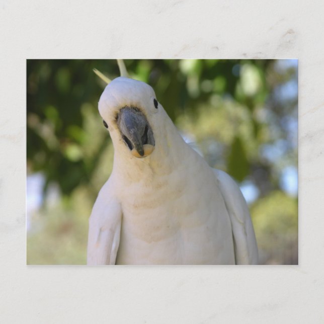 Carte Postale Coco de soufre dépoli Kakadu (Devant)