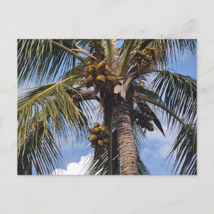 CARTE POSTALE COCO PALM
