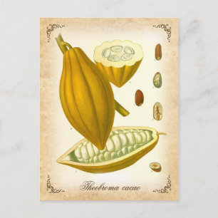 Carte Postale Cocoa - illustration vintage