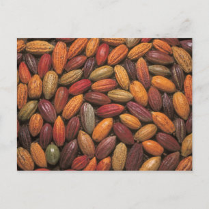 Carte Postale Cocoa pods