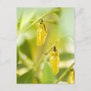 Carte Postale Cocon du papillon de papier de cerf-volant,