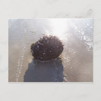 Carte Postale Coconut