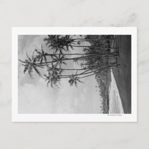 Carte Postale Coconut Palms - Hawaiian Islands Photograph