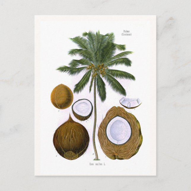 Carte Postale Cocos nucifera (cocotier) (Devant)