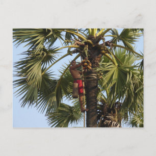 Carte Postale Cocotier