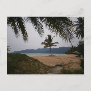 Carte Postale Cocotier