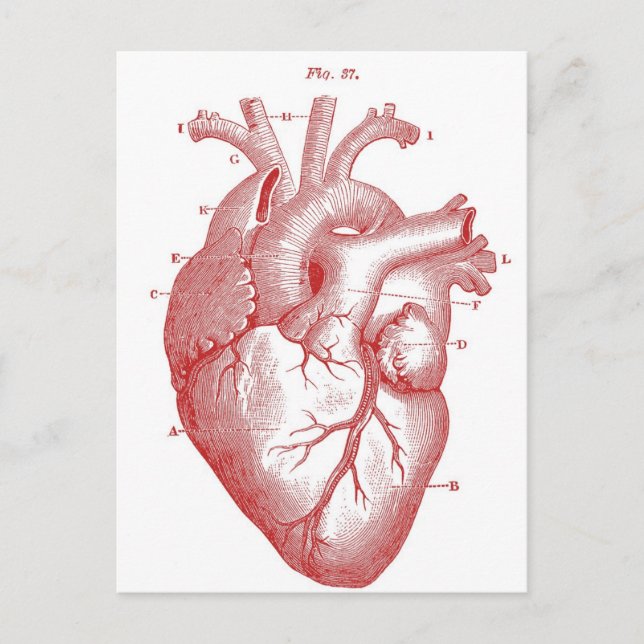 Carte Postale Coeur anatomique rouge (Devant)