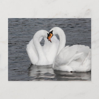 Carte Postale coeur de cygne
