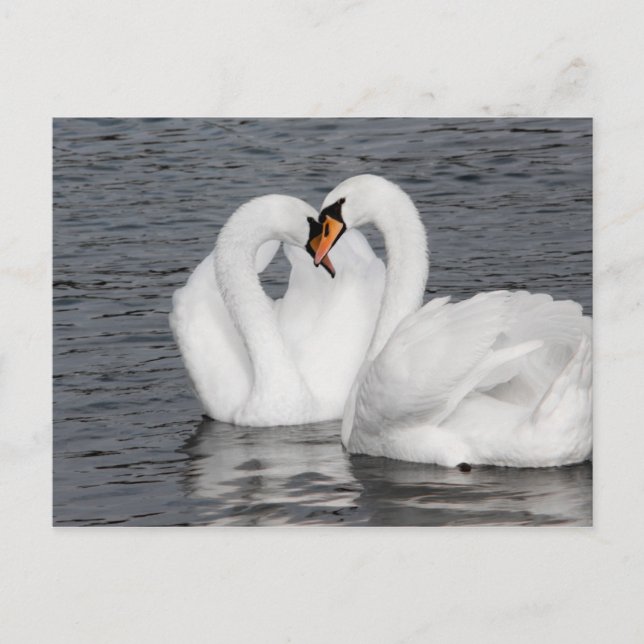 Carte Postale coeur de cygne (Devant)