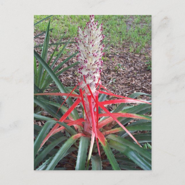 Carte postale Coeur de flamme (Devant)