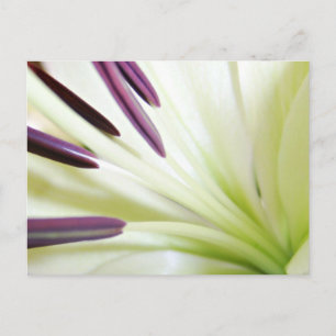 Carte Postale Coeur de la Lily Art Floral Photographie