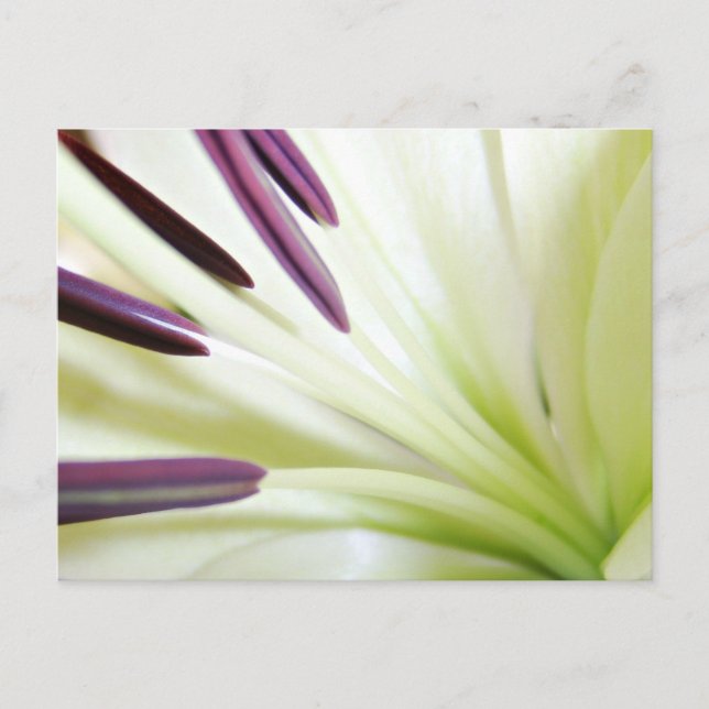 Carte Postale Coeur de la Lily Art Floral Photographie (Devant)