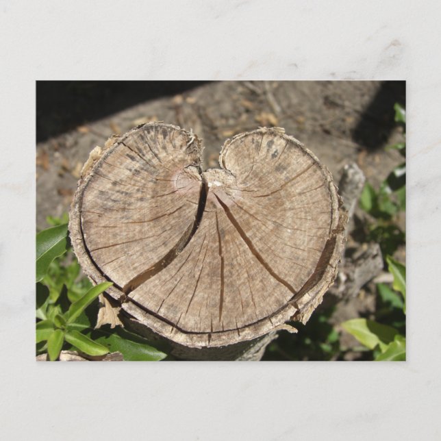 Carte postale Coeur divisé (Devant)