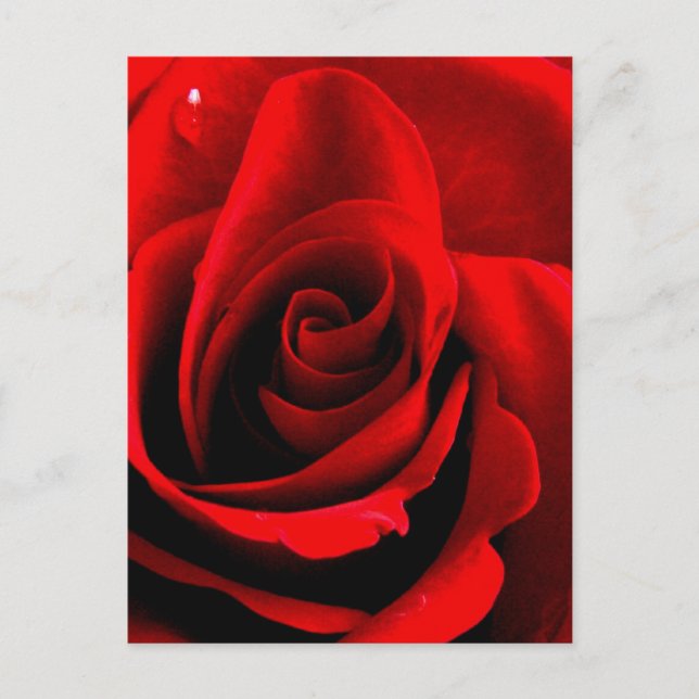 Carte Postale Coeur d'un Rose (Devant)