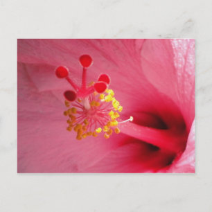 Carte Postale coeur hibiscus