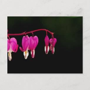 Carte Postale Coeur saignant