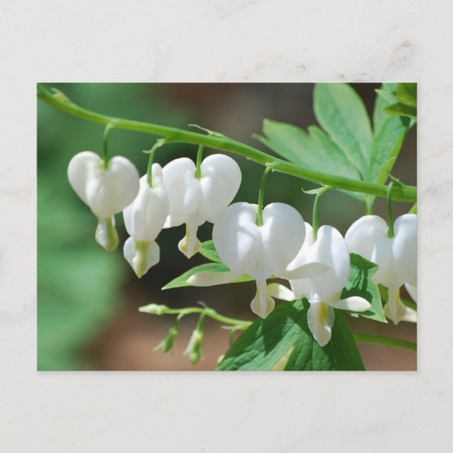 Carte postale Coeur saignant blanc florant (Devant)