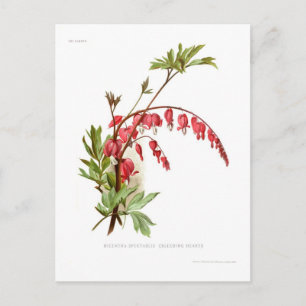 Carte Postale Coeur saignant (Dicentra spectablis)