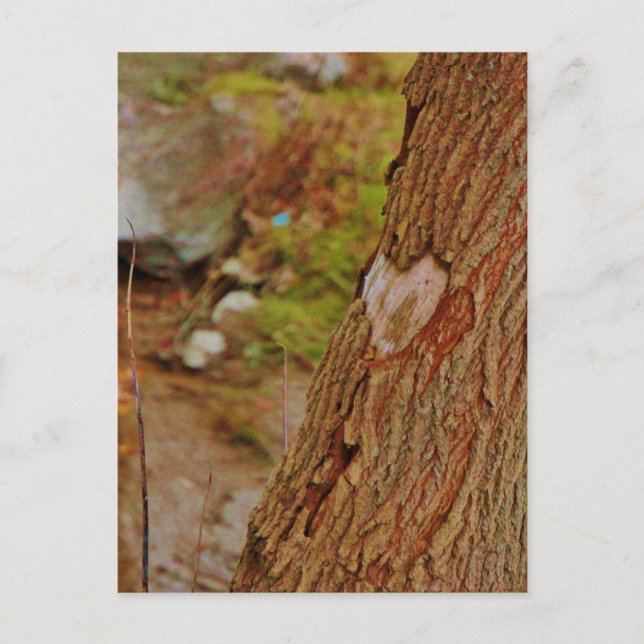 Carte Postale Coeur sculpté dans l'arbre (Devant)