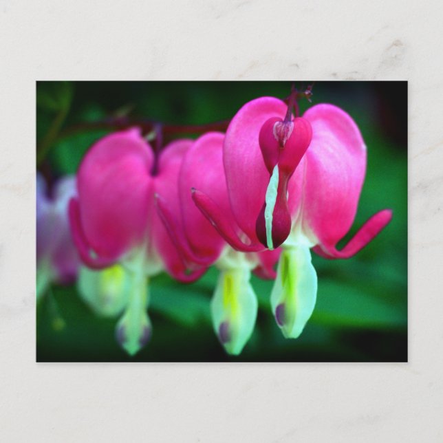 Carte Postale Coeurs (Devant)