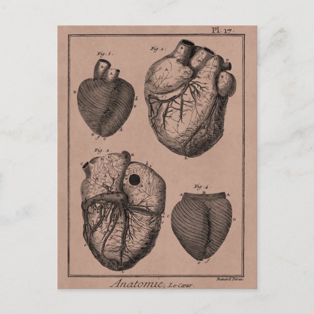 Carte Postale Coeurs cardiaques rétro Cardiac des années 1800 vi (Devant)