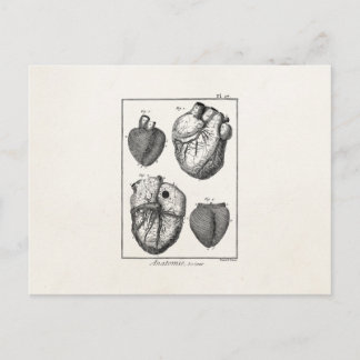 Carte Postale Coeurs cardiaques rétro Cardiac des années 1800 vi