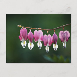 Carte postale Coeurs Dainty