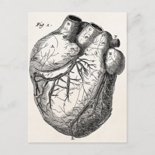 Carte Postale Cœurs d'anatomie cardiaque rétro vintage des année