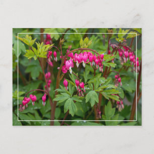 Carte Postale Coeurs ensanglantés du jour pluvieux