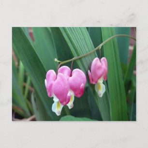Carte Postale Coeurs saignants