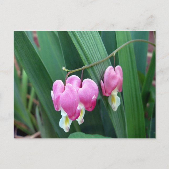 Carte Postale Coeurs saignants (Devant)