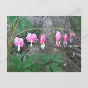 Carte postale Coeurs saignants