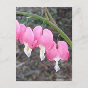 Carte postale Coeurs saignants