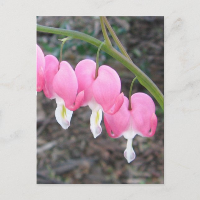 Carte postale Coeurs saignants (Devant)
