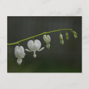 Carte postale Cœurs saignants blancs