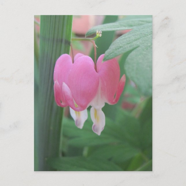Carte Postale Coeurs Saignants~ Deux Coeurs Comme Un (Devant)