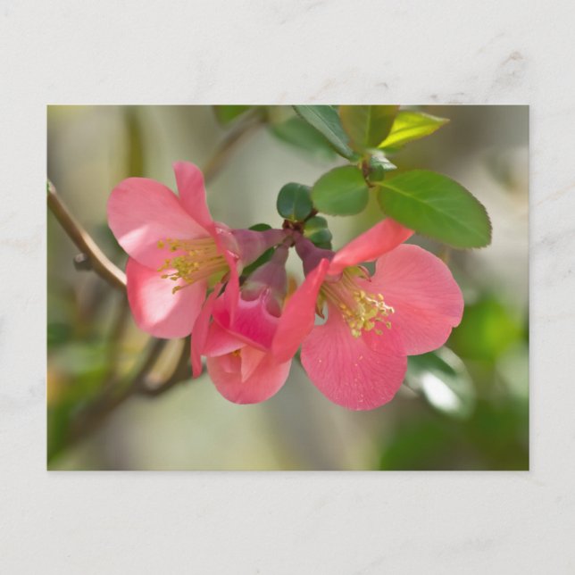Carte Postale Cognassier à Fleurs Roses Glow (Devant)
