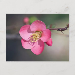 Carte Postale Coingot de Fleur de Poirier Parfait Rose