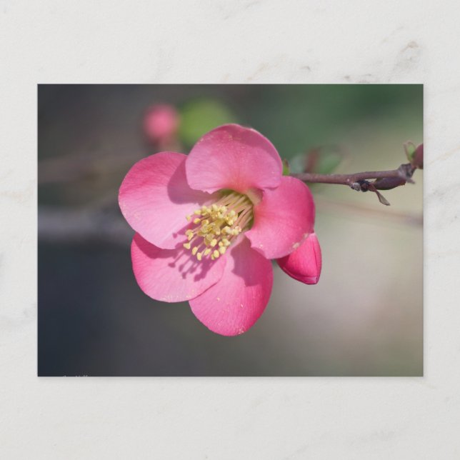 Carte Postale Coingot de Fleur de Poirier Parfait Rose (Devant)