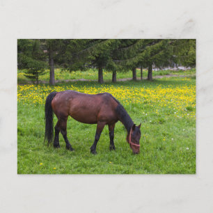 Carte Postale Col Tihuta, Cheval dans le Pasture