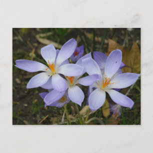 Carte Postale Colchicum autumnale