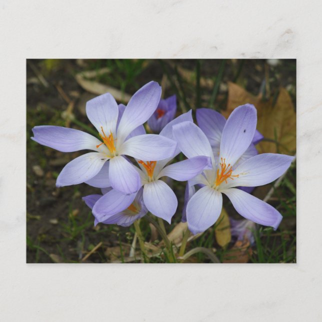 Carte Postale Colchicum autumnale (Devant)