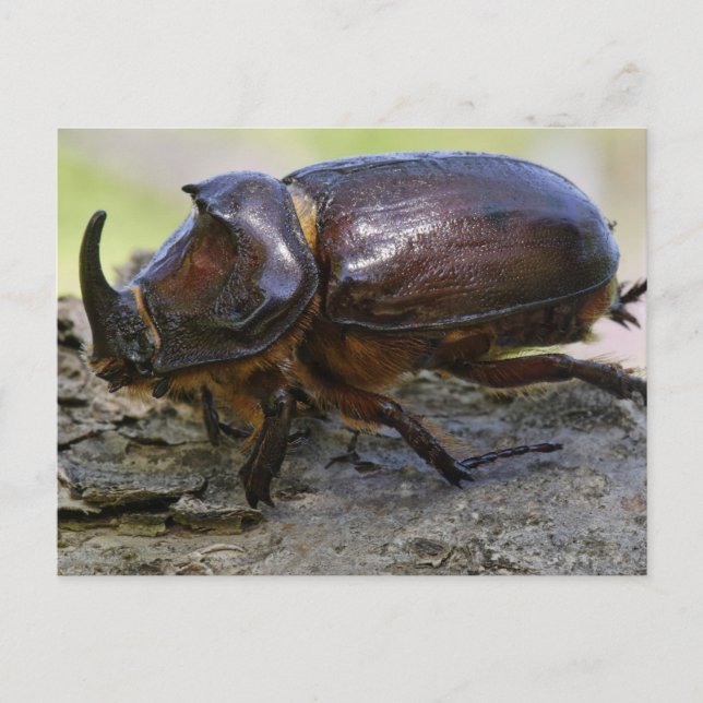 Carte Postale Coléoptère (Devant)